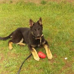 German Shepherd Puppies from Rathbone Kennels