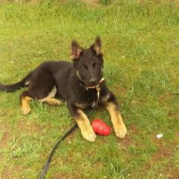 German Shepherd Puppies from Rathbone Kennels