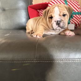 Beefy - Fawn male Bulldog puppy in Marysville, Washington from English Bulldogs WA