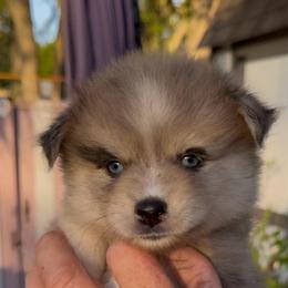 Camry - Merle female Pomsky puppy in Spring Hill, Florida from PDQ Pomskies