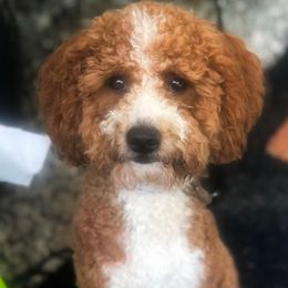 Benjamin - Goldendoodle