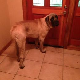 Mastiff Puppies from Celtic's Mastiffs