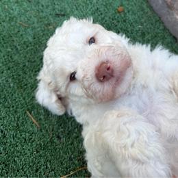 Aaron - White male Bernedoodle puppy in Hays, Kansas from Pine Street doodles