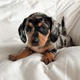 Jemima - Dapple female Dachshund puppy in San Diego, California from Enchanted little dachshunds