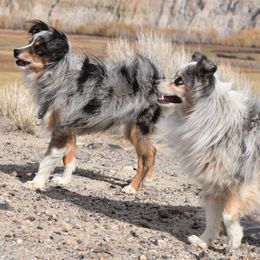 French Bulldogs and Toy Australian Shepherds from Red Rock Ranch