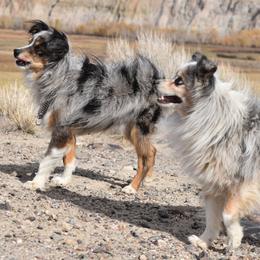 French Bulldogs and Toy Australian Shepherds from Red Rock Ranch