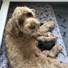 Mazie - Australian Labradoodle