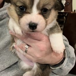 Pembroke Welsh Corgi Puppies from C2Corgis