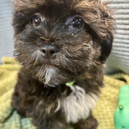 Williamsburg-lime - Black male Havapoo puppy in Howard City, Michigan from Petite Joie Puppies