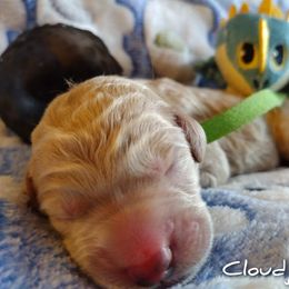 Boy 3 - Cream Assorted Doodle Crosses puppy in Havelock, North Carolina from Pupsaddlife