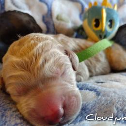 Boy 3 - Cream Assorted Doodle Crosses puppy in Havelock, North Carolina from Pupsaddlife