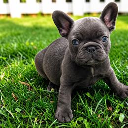 Donald - Black and white male French Bulldog puppy in Ottawa, Kansas from Hey Hey Frenchies