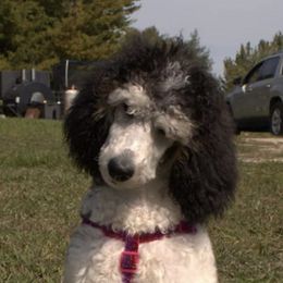 Poodles from Wag-n-Wheel Acres