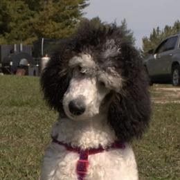 Poodles from Wag-n-Wheel Acres