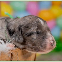 Rudy - Merle male Cockapoo puppy in Connersville, Indiana from Deaz Doodle Ranch