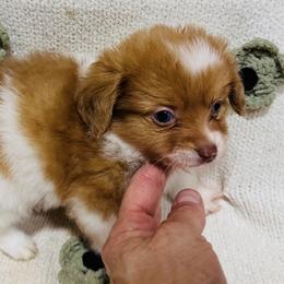 Coop - Red male Companion Cross puppy in Garvin, Oklahoma from Hochatown Awesome Aussies