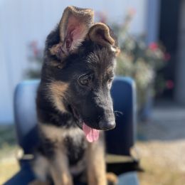 Pink Girl - German Shepherd puppy from American Viking GSD