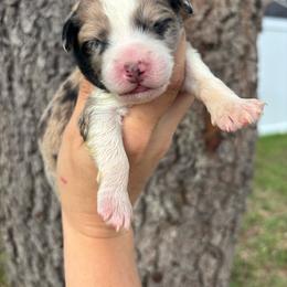 Blue Merle girl - larger white blaze - Blue merle female Aussiedoodle puppy in Spring Hill, Florida from Pawprint Dreams Boarding and Kennel