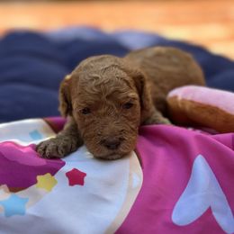 Canelita - Caramel red female Australian Labradoodle puppy in Alamo, Texas from QuiSal Labradoodles