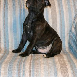 Staffordshire Bull Terrier Puppies from Rukkus Staffords