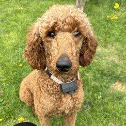 Aussiedoodles, Australian Shepherds, Cockapoos, Goldendoodles, and Poodles from K&S Country Kennels
