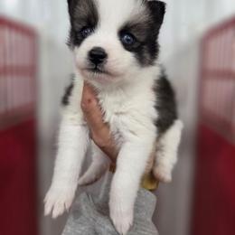 Camden - Wolf sable male Pomsky puppy in Mc Callsburg, Iowa from SZ Rolling Acres LLC
