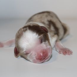 Comet - Red merle male Miniature Australian Shepherd puppy in Brooker, Florida from Triple Branch Aussies
