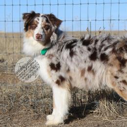 Kelly - Australian Shepherd