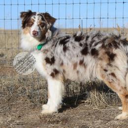 Kelly - Australian Shepherd