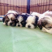 Mal-Shi Puppies from Maple's Malshies