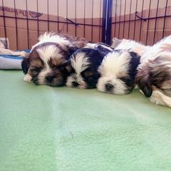 Mal-Shi Puppies from Maple's Malshies