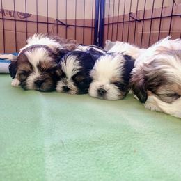 Mal-Shi Puppies from Maple's Malshies