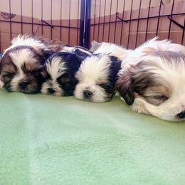 Mal-Shi Puppies from Maple's Malshies