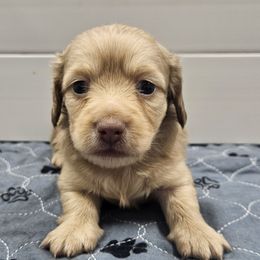 Charmaine - Cream female Dachshund puppy in Anaconda, Montana from Montana Country Dachshunds