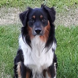 Ryder - Australian Shepherd