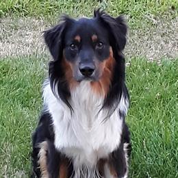 Ryder - Australian Shepherd