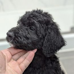 Labradoodles from Wai Side Doodles