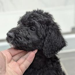 Labradoodles from Wai Side Doodles