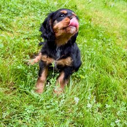 Cavalier King Charles Spaniel Puppies from The Cavi Pack