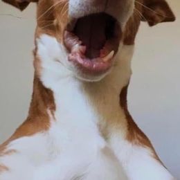 Afghan Hounds and Ibizan Hounds from Acires Sighthounds
