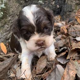 Girl 1 - Brown and white female Cocker Spaniel puppy in Gadsden, Alabama from Rich Cat’s