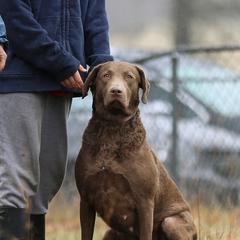 Kimber - Chesapeake Bay Retriever
