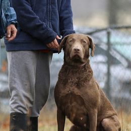 Kimber - Chesapeake Bay Retriever
