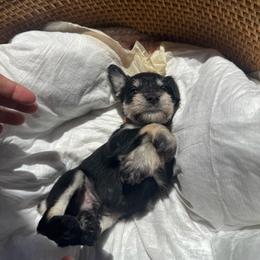 Boy 2 Orange Collar - Black and silver male Miniature Schnauzer puppy in Miami, Florida from AKC Puppies 2 Love