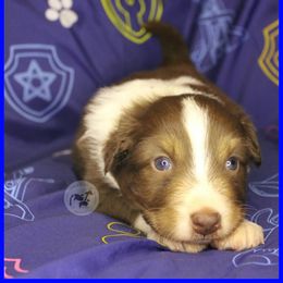 Chase - Red tri-color male Australian Shepherd puppy in Colorado Springs, Colorado from Dawn 2 Dusk Ranch