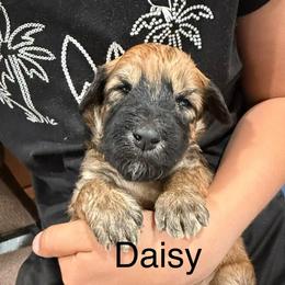 Daisy yellow collar - Brown female Whoodle puppy in Pima, Arizona from Schmidt's K9s