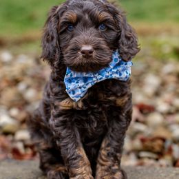 Australian Labradoodle Puppies from Providence Labradoodles, LLC
