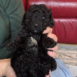 Ella - Blue female Poodle puppy in Florence County, South Carolina from Modern Family Standards