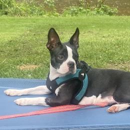 Bailey - Boston Terrier