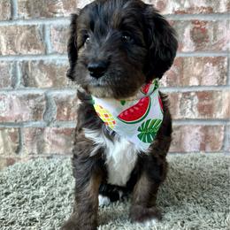 Trooper - Blue merle male Aussiedoodle puppy in Eastland, Texas from H5 Mini Doodles